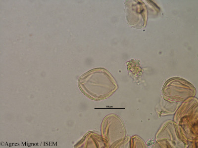 Helianthemum apenninum - lame n° 28324