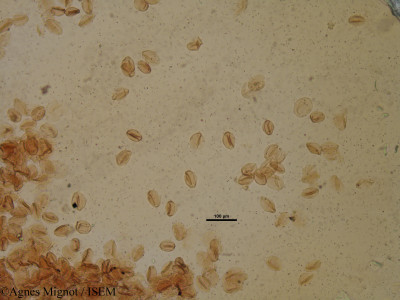 Helianthemum apenninum - lame n° 28324