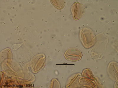 Helianthemum apenninum - lame n° 28324