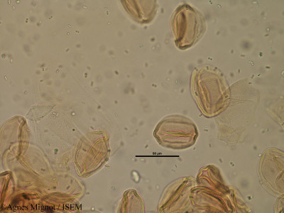 Helianthemum apenninum - lame n° 28324