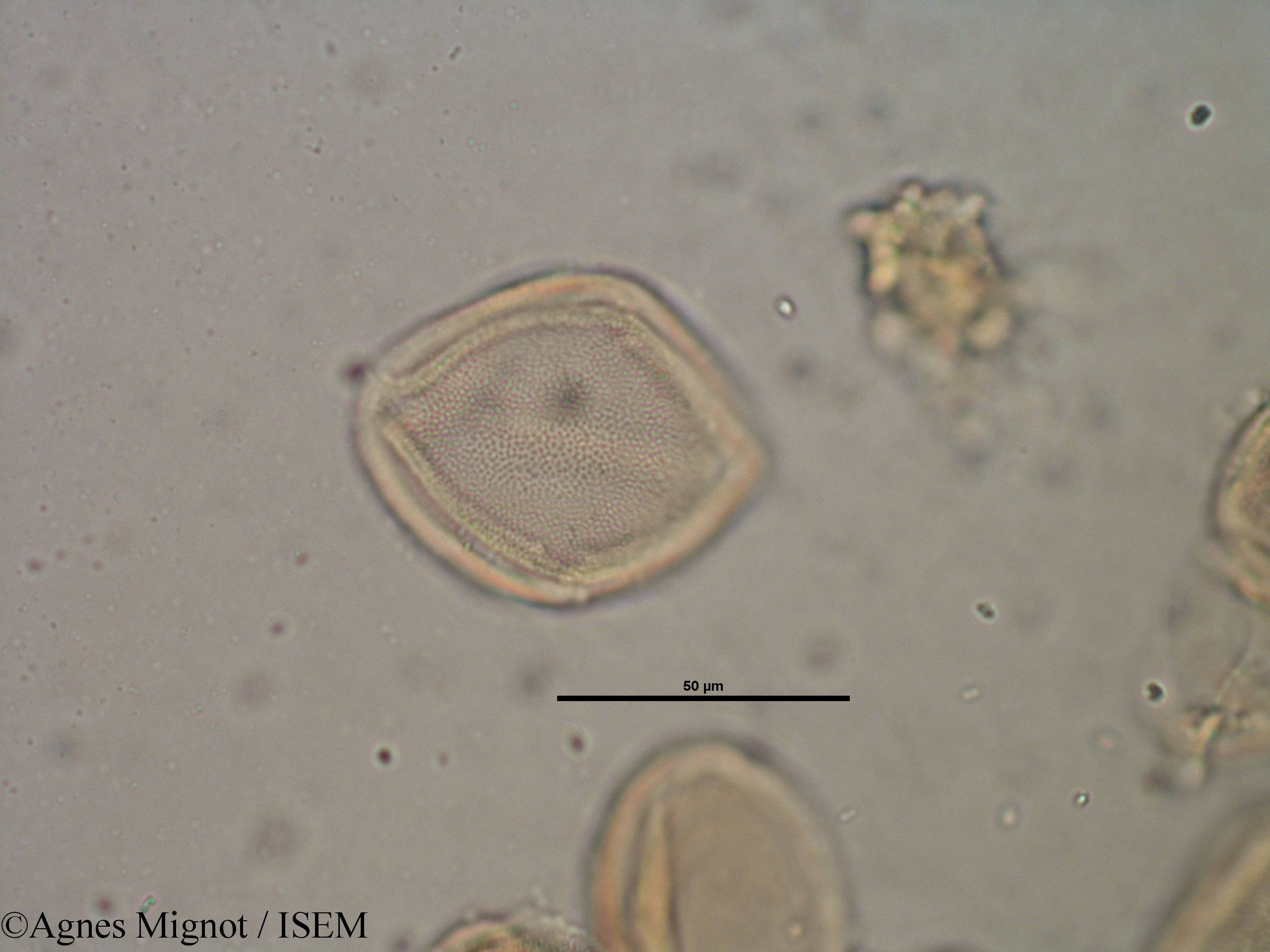 Agnes.Mignot/Helianthemum_apenninum_28324/Helianthemum_apenninum_28324_0010(copy).jpg