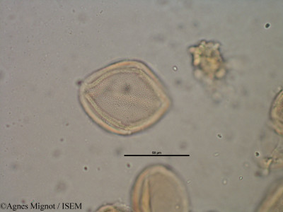 Helianthemum apenninum - lame n° 28324