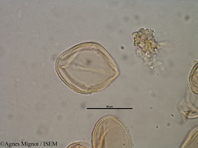 Helianthemum apenninum - lame n° 28324