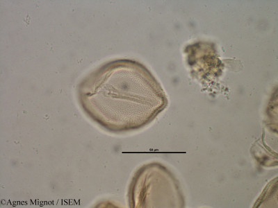 Helianthemum apenninum - lame n° 28324