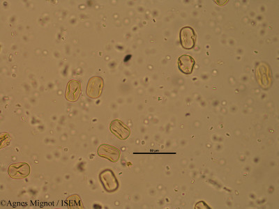 Hippocrepis comosa - lame n° 25701