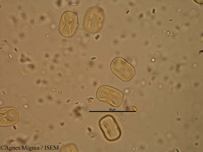 Hippocrepis comosa - lame n° 25701