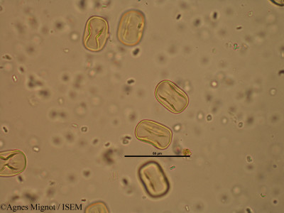 Hippocrepis comosa - lame n° 25701