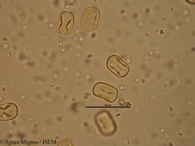 Hippocrepis comosa - lame n° 25701