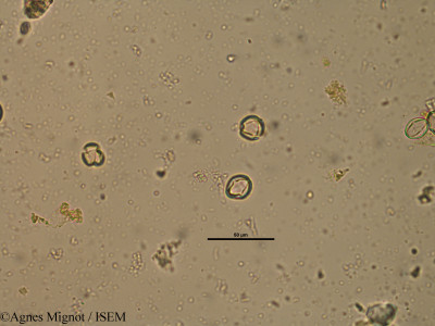 Agnes.Mignot/Hypericum_perforatum_32626/Hypericum_perforatum_32626_0001(copy)_thumb.jpg