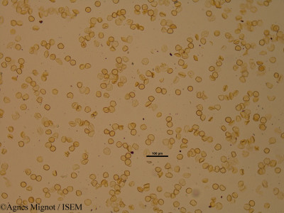 Agnes.Mignot/Jasione_montana_17704/Jasione_montana_17704_0001(copy)_thumb.jpg
