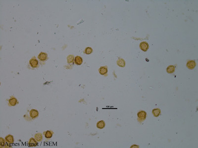 Agnes.Mignot/Leuzea_conifera_22151/Leuzea_conifera_22151_0001(copy)_thumb.jpg