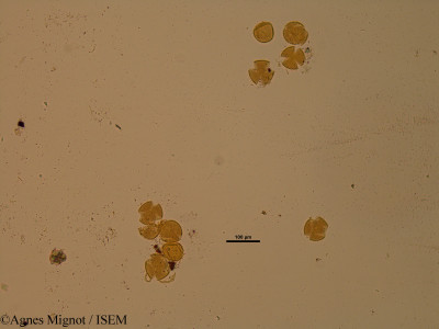Agnes.Mignot/Linum_narbonense_33245/Linum_narbonense_33245_0001(copy)_thumb.jpg
