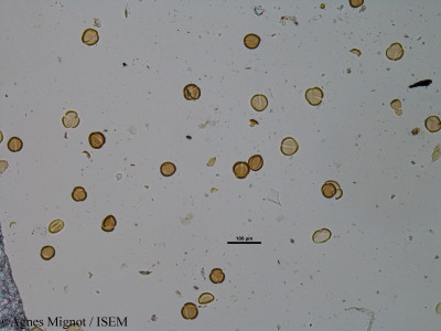 Agnes.Mignot/Linum_tenuifolium_24456/Linum_tenuifolium_24456_0001(copy)_thumb.jpg