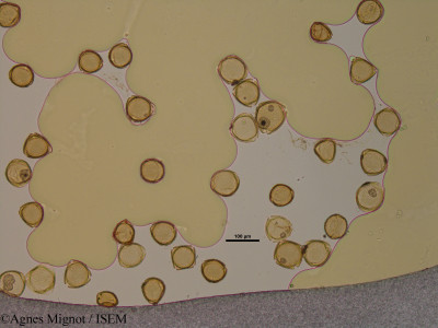 Agnes.Mignot/Lonicera_implexa_39152/Lonicera_implexa_39152_0001(copy)_thumb.jpg