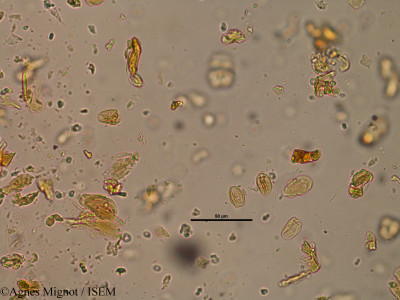 Lotus corniculatus - lame n° 31242