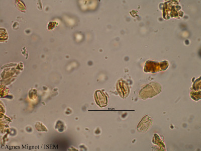 Lotus corniculatus - lame n° 31242