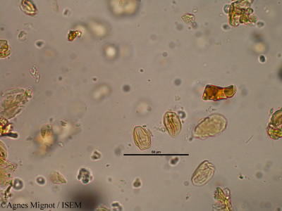 Lotus corniculatus - lame n° 31242