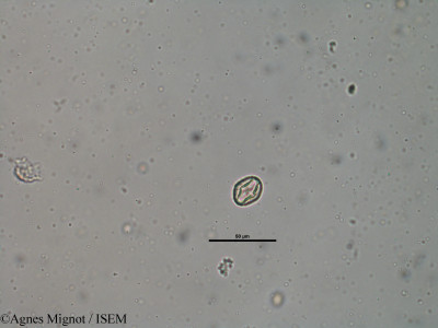 Agnes.Mignot/Medicago_lupulina_31797/Medicago_lupulina_31797_0001(copy)_thumb.jpg