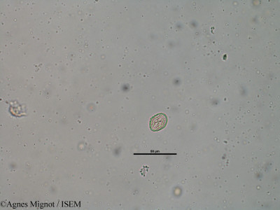 Medicago lupulina - lame n° 31797