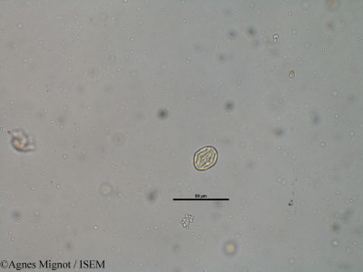 Medicago lupulina - lame n° 31797