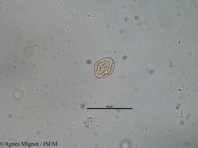 Medicago lupulina - lame n° 31797