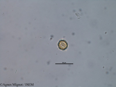 Agnes.Mignot/Myosotis_pusilla_31668/Myosotis_pusilla_31668_0001(copy)_thumb.jpg