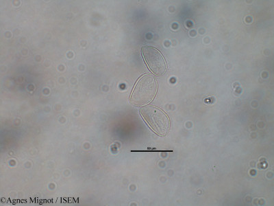 Narcissus juncifolius - lame n° 30893