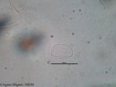 Narcissus juncifolius - lame n° 30893