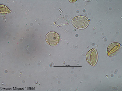 Pistacia terebinthus - lame n° 29374