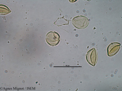 Pistacia terebinthus - lame n° 29374