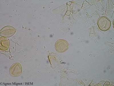 Pistacia terebinthus - lame n° 29374