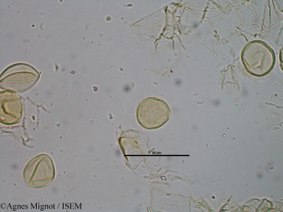 Pistacia terebinthus - lame n° 29374