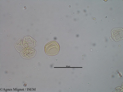 Pistacia terebinthus - lame n° 29374