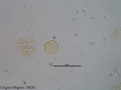 Pistacia terebinthus - lame n° 29374