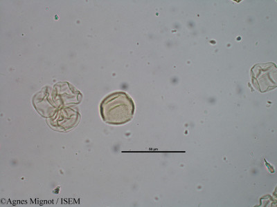 Pistacia terebinthus - lame n° 29374