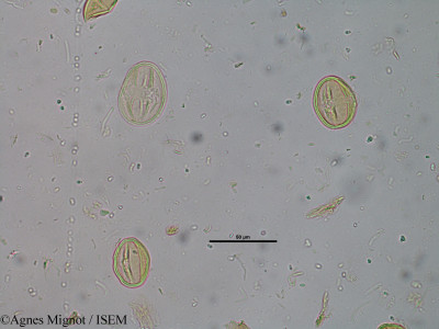 Pyrus malus - lame n° 5484