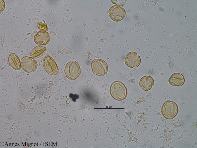 Agnes.Mignot/Ranunculus_repens_43331/Ranunculus_repens_43331_0001(copy)_thumb.jpg