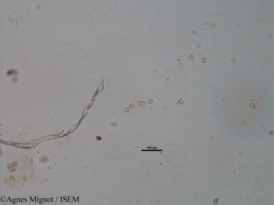 Agnes.Mignot/Reseda_lutea_31582/Reseda_lutea_31582_0001(copy)_thumb.jpg