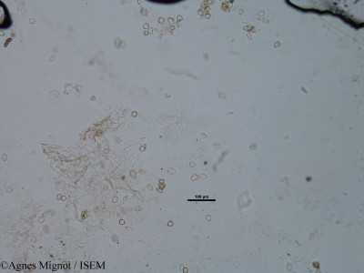 Agnes.Mignot/Reseda_phyteuma_31816/Reseda_phyteuma_31816_0001(copy)_thumb.jpg