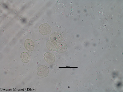 Rubia peregrina - lame n° 30990