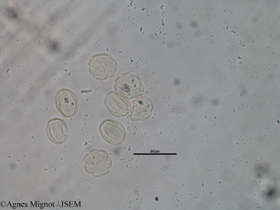 Rubia peregrina - lame n° 30990