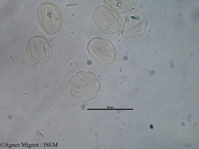 Rubia peregrina - lame n° 30990