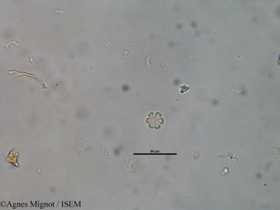 Rubia peregrina - lame n° 39831