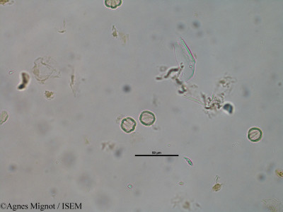 Rubia peregrina - lame n° 39831