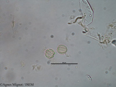 Rubia peregrina - lame n° 39831