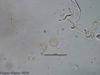 Rubia peregrina - lame n° 39831