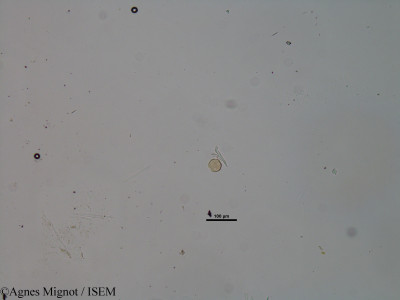Agnes.Mignot/Saponaria_ocymoides_32836/Saponaria_ocymoides_32836_0001(copy)_thumb.jpg