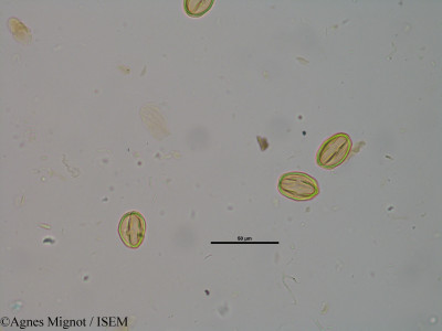 Sedum ochroleucum - lame n° 25260