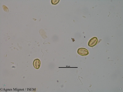 Sedum ochroleucum - lame n° 25260