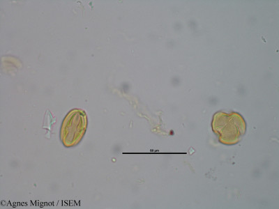 Sedum ochroleucum - lame n° 25260